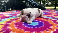 Monica, a female English Bulldog for sale in Colorado Springs, CO – 4 of 4