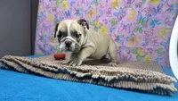 Rachel, a female English Bulldog for sale in Colorado Springs, CO – 6 of 10