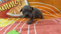 Spud, a male English Bulldog for sale in Colorado Springs, CO – 2 of 10
