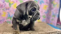 Halo, a female English Bulldog for sale in Colorado Springs, CO – 6 of 10