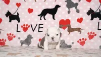 Turbo, a male English Bulldog for sale in Colorado Springs, CO – 3 of 10
