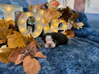 Murphy, a male English Bulldog for sale in Colorado Springs, CO – 4 of 10