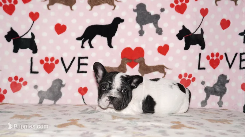 Jaq – French Bulldog puppy for sale in Colorado Springs, CO