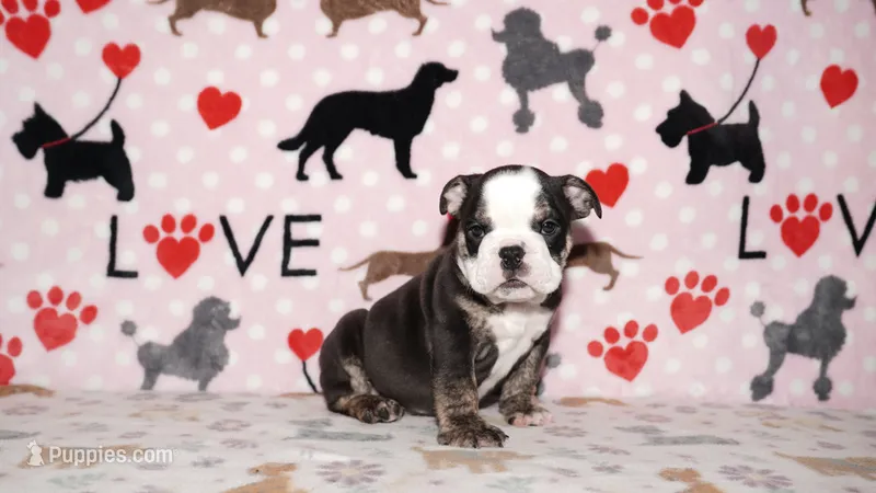 Ziggy – English Bulldog puppy for sale in Colorado Springs, CO
