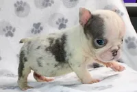 Dixie, a female English Bulldog for sale in Colorado Springs, CO – 4 of 4