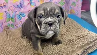 Halo, a female English Bulldog for sale in Colorado Springs, CO – 2 of 10