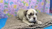 Rachel, a female English Bulldog for sale in Colorado Springs, CO – 3 of 10