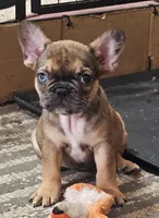 Mickey, a male French Bulldog for sale in Colorado Springs, CO – 5 of 10