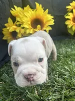 Bodhi, a male English Bulldog for sale in Colorado Springs, CO – 7 of 10