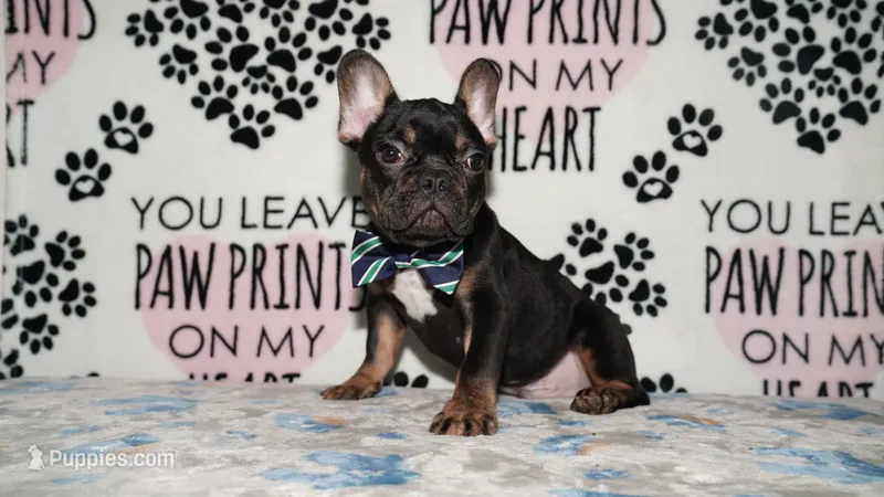 Marcel – French Bulldog puppy for sale in Colorado Springs, CO