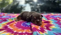 Emily, a female English Bulldog for sale in Colorado Springs, CO – 4 of 6