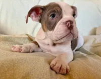Maverick, a male English Bulldog for sale in Colorado Springs, CO – 1 of 9