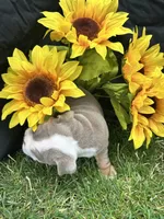 Olympia, a female English Bulldog for sale in Colorado Springs, CO – 9 of 10