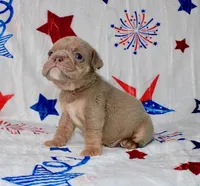 Oliver, a male English Bulldog for sale in Colorado Springs, CO – 2 of 3