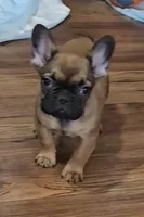 Larry, a male French Bulldog for sale in Colorado Springs, CO – 3 of 10