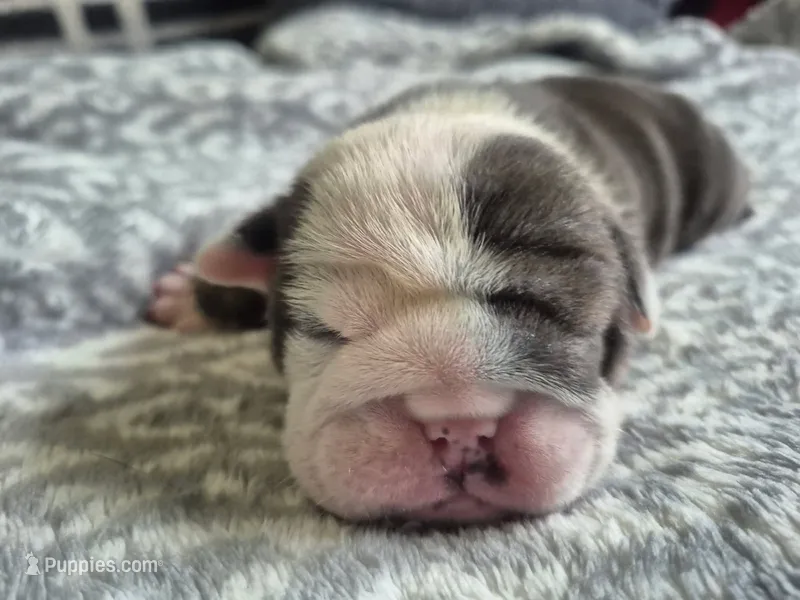 Spudly – English Bulldog puppy for sale in Colorado Springs, CO