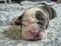 Spudly, a male English Bulldog for sale in Colorado Springs, CO – 1 of 4