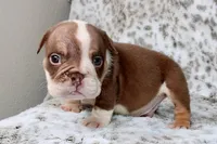 Frankie, a male English Bulldog for sale in Colorado Springs, CO – 2 of 4
