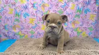 Janice, a female English Bulldog for sale in Colorado Springs, CO – 7 of 9