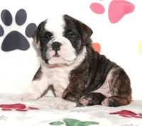 Rocky, a male English Bulldog for sale in Colorado Springs, CO – Photo 1 of 10