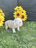 Indie, a female English Bulldog for sale in Colorado Springs, CO – 7 of 10