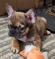 Mickey, a male French Bulldog for sale in Colorado Springs, CO – 7 of 10