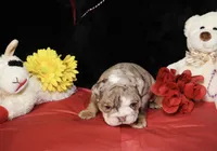 Moose, a male English Bulldog for sale in Colorado Springs, CO – Photo 8 of 10