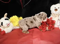 Moose, a male English Bulldog for sale in Colorado Springs, CO – Photo 7 of 10