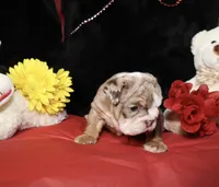 Moose, a male English Bulldog for sale in Colorado Springs, CO – Photo 3 of 10