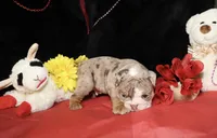 Moose, a male English Bulldog for sale in Colorado Springs, CO – Photo 9 of 10