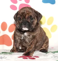 Lulu, a female English Bulldog for sale in Colorado Springs, CO – Photo 1 of 10