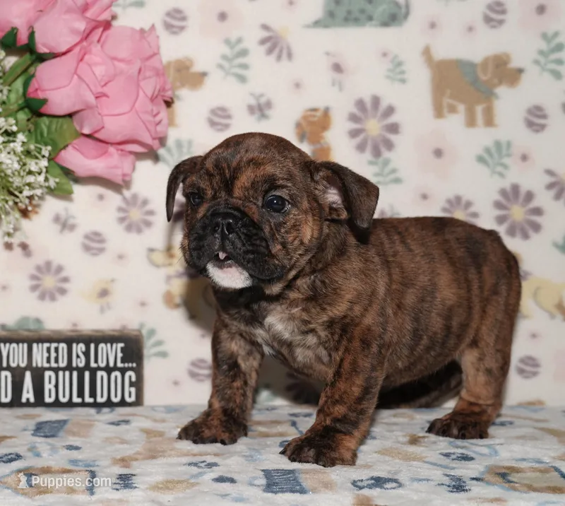 Lulu – English Bulldog puppy for sale in Colorado Springs, CO
