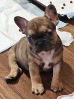 Mickey, a male French Bulldog for sale in Colorado Springs, CO – 8 of 10