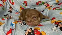 Goose, a male English Bulldog for sale in Colorado Springs, CO – 4 of 9
