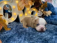 Bruno, a male English Bulldog for sale in Colorado Springs, CO – 10 of 10