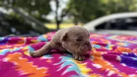 Carol, a female English Bulldog for sale in Colorado Springs, CO – 2 of 7