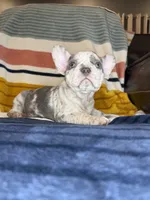 Colette, a female French Bulldog for sale in Colorado Springs, CO – 2 of 4