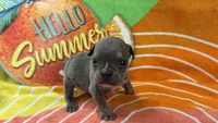 Spud, a male English Bulldog for sale in Colorado Springs, CO – 8 of 10