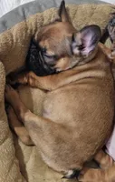 Larry, a male French Bulldog for sale in Colorado Springs, CO – 6 of 10