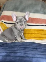 Matis, a male French Bulldog for sale in Colorado Springs, CO – 2 of 6