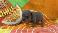 Spud, a male English Bulldog for sale in Colorado Springs, CO – 5 of 10