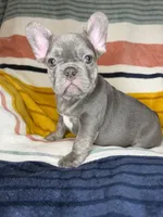Matis, a male French Bulldog for sale in Colorado Springs, CO – 6 of 6
