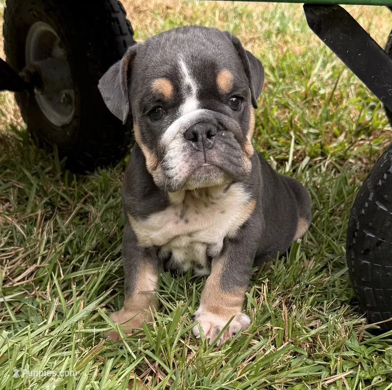 Gator – English Bulldog puppy for sale in Colorado Springs, CO