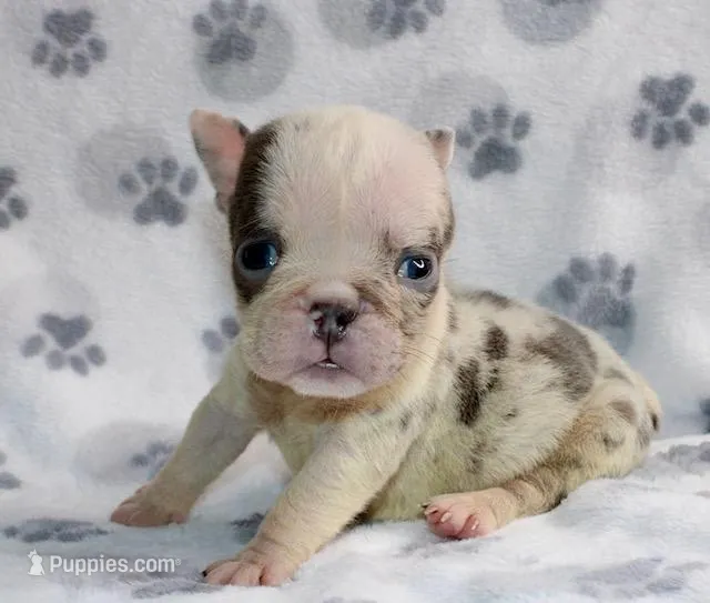 Dixie – English Bulldog puppy for sale in Colorado Springs, CO