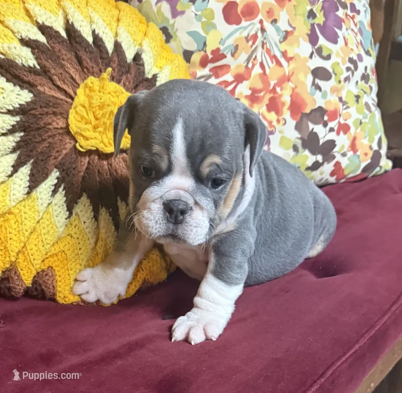 Rambo – English Bulldog puppy for sale in Colorado Springs, CO