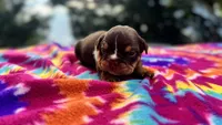 Phoebe, a female English Bulldog for sale in Colorado Springs, CO – 5 of 9