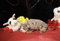 Moose, a male English Bulldog for sale in Colorado Springs, CO – Photo 5 of 10