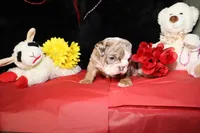 Moose, a male English Bulldog for sale in Colorado Springs, CO – Photo 10 of 10