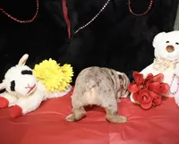 Moose, a male English Bulldog for sale in Colorado Springs, CO – Photo 6 of 10