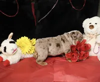 Moose, a male English Bulldog for sale in Colorado Springs, CO – Photo 4 of 10